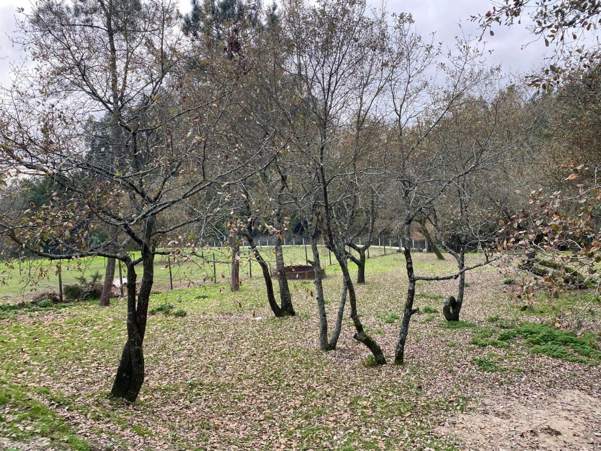 Souto da Carpalhosa Quinas Playgroundヴィラ エクステリア 写真